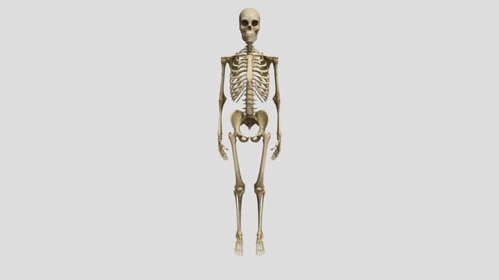 Tengkorak 3D Model