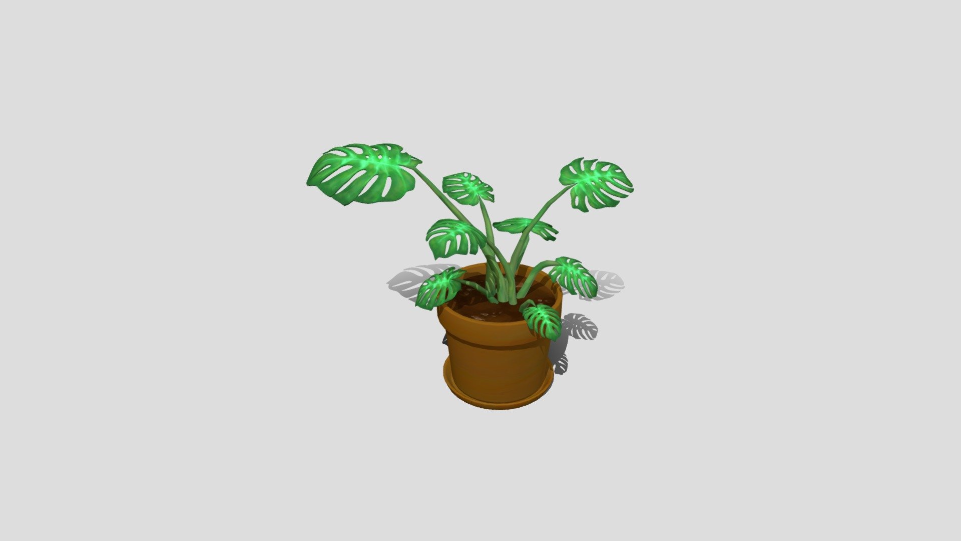 Monstera