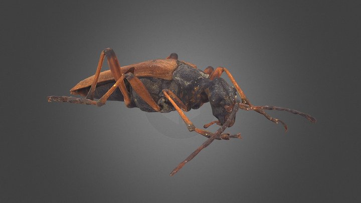 Stenocorus meridianus