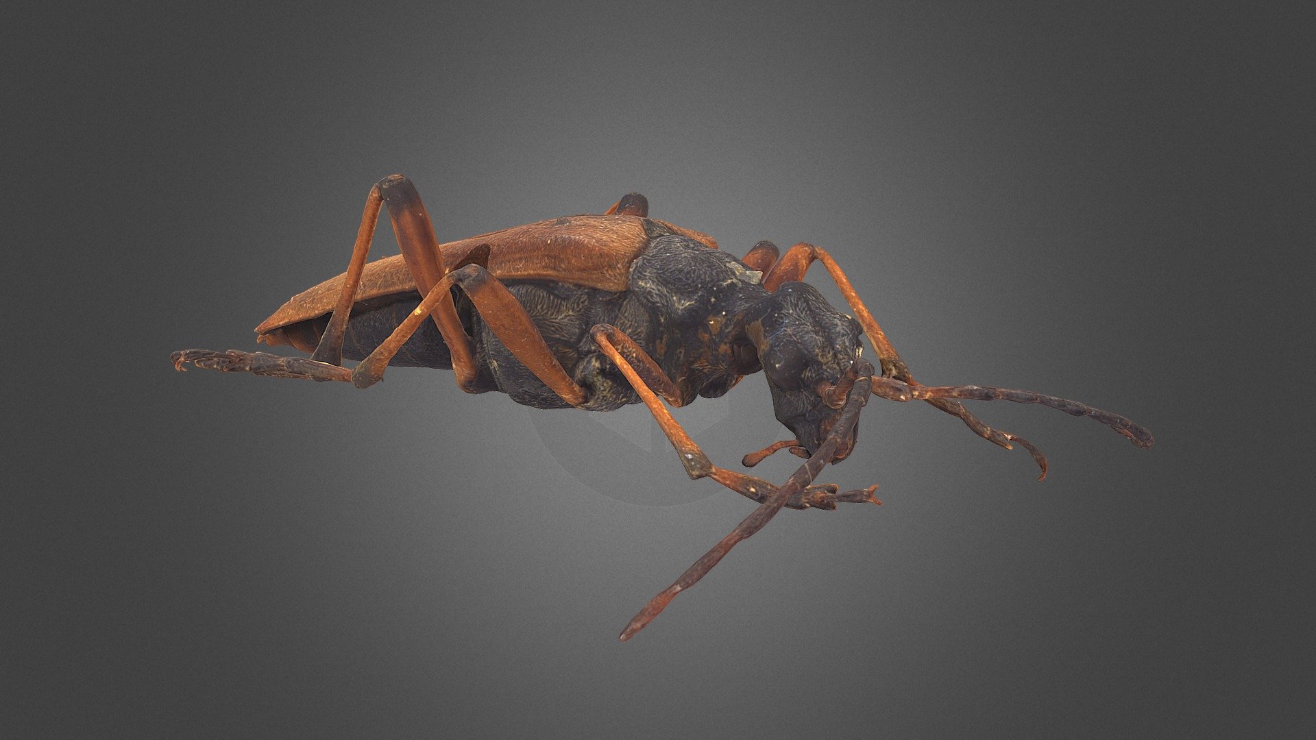 Stenocorus meridianus