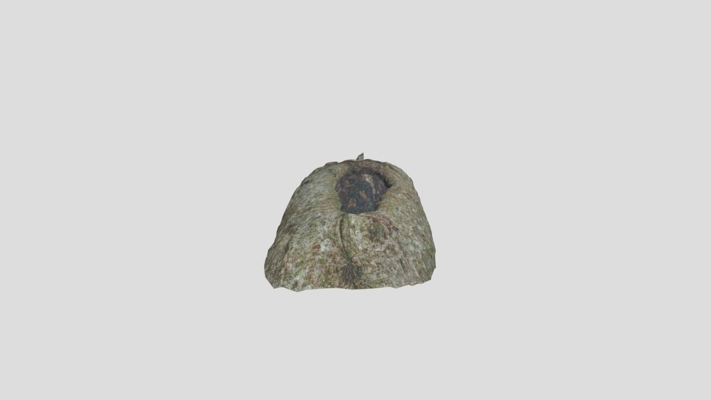 Acer Tataricum Burl
