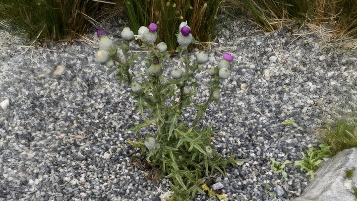 Thistle – Modèle 3D gratuit STL