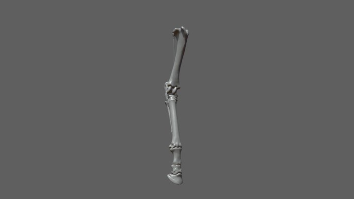 TOMO_Perna 3D Model