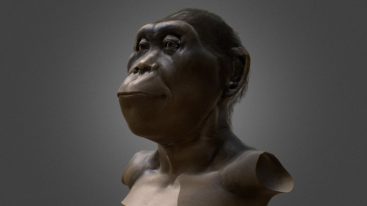 Australopithecus 3D Model
