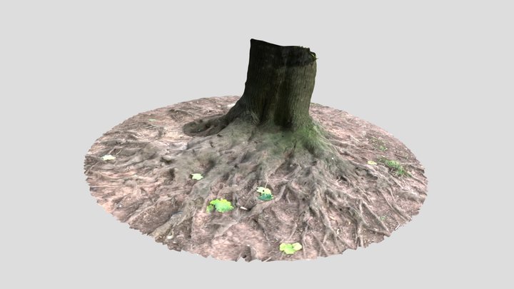 Tree Roots 3D Model