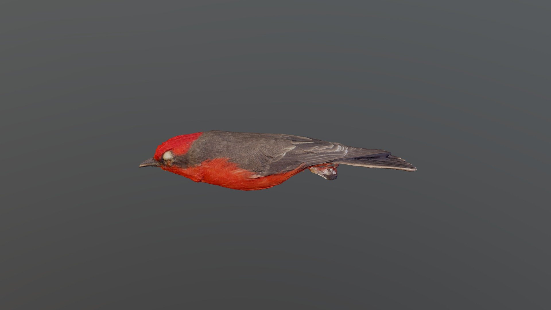 Scarlet Flycatcher - Pyrocephalus rubinus