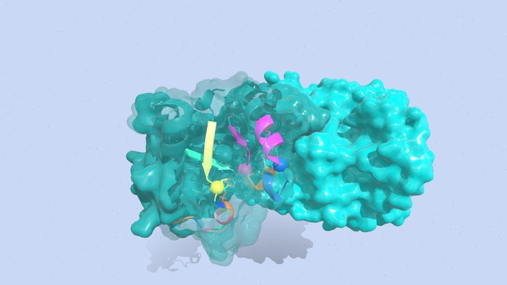 Human TPI 3D Model