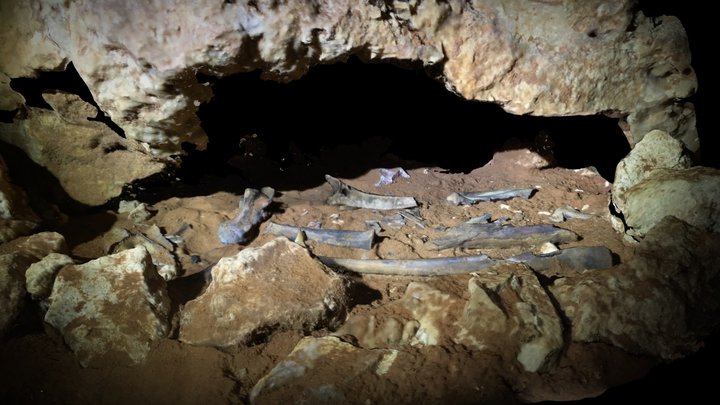 Bones in Ngilgi Cave, Margaret River 3D Model