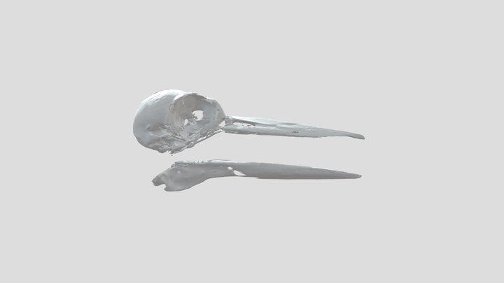Ivory Billed Woodpecker Skull – Kostenloses 3D-Modell STL
