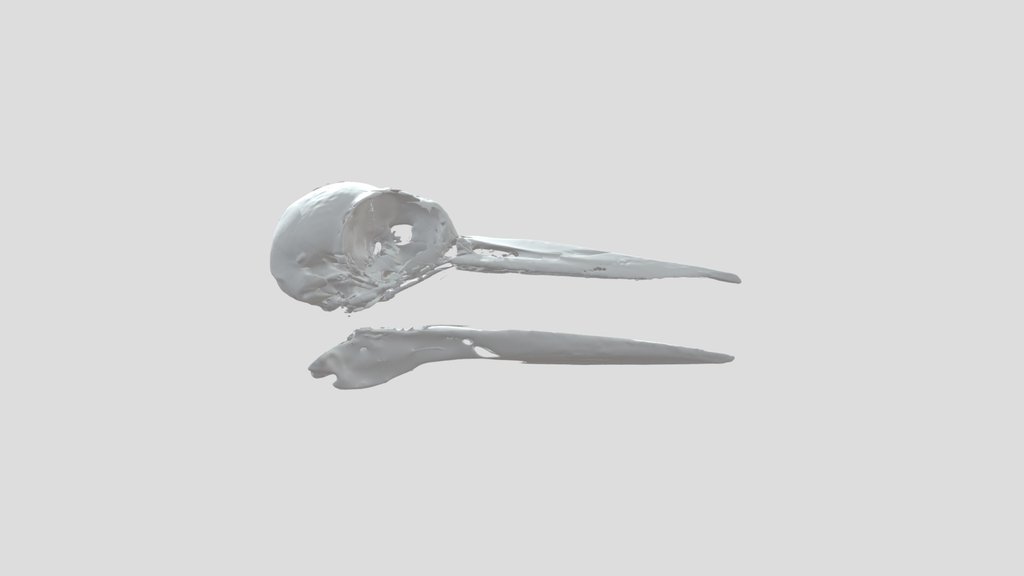 Ivory Billed Woodpecker Skull