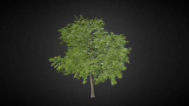 Fraxinus pennsylvanica (Green ash) 3D Model