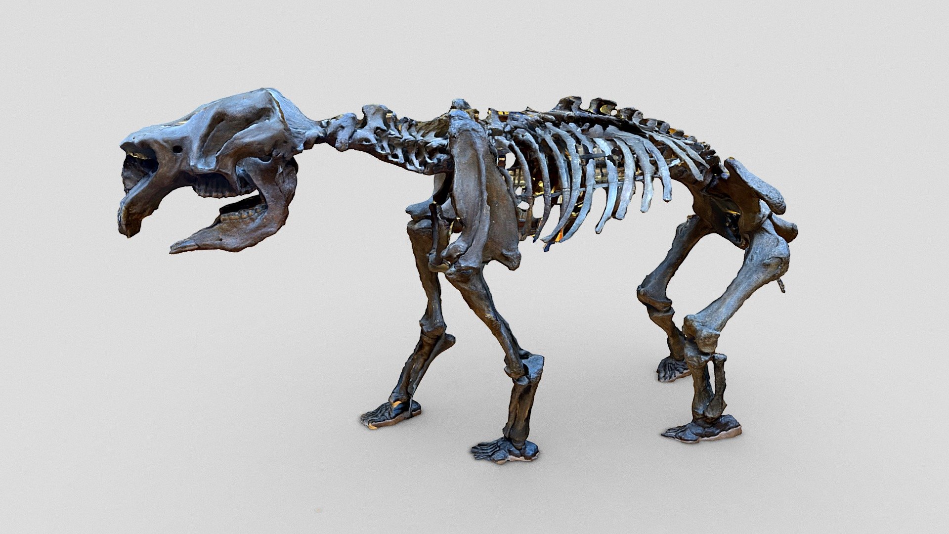 Skeleton, National Museum of Natural History