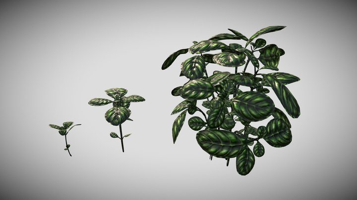 Basil – Modello 3D gratuito STL