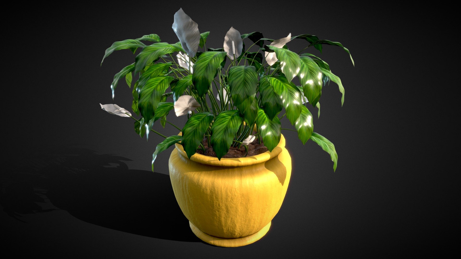 Peace Lilies (Spathiphyllum)