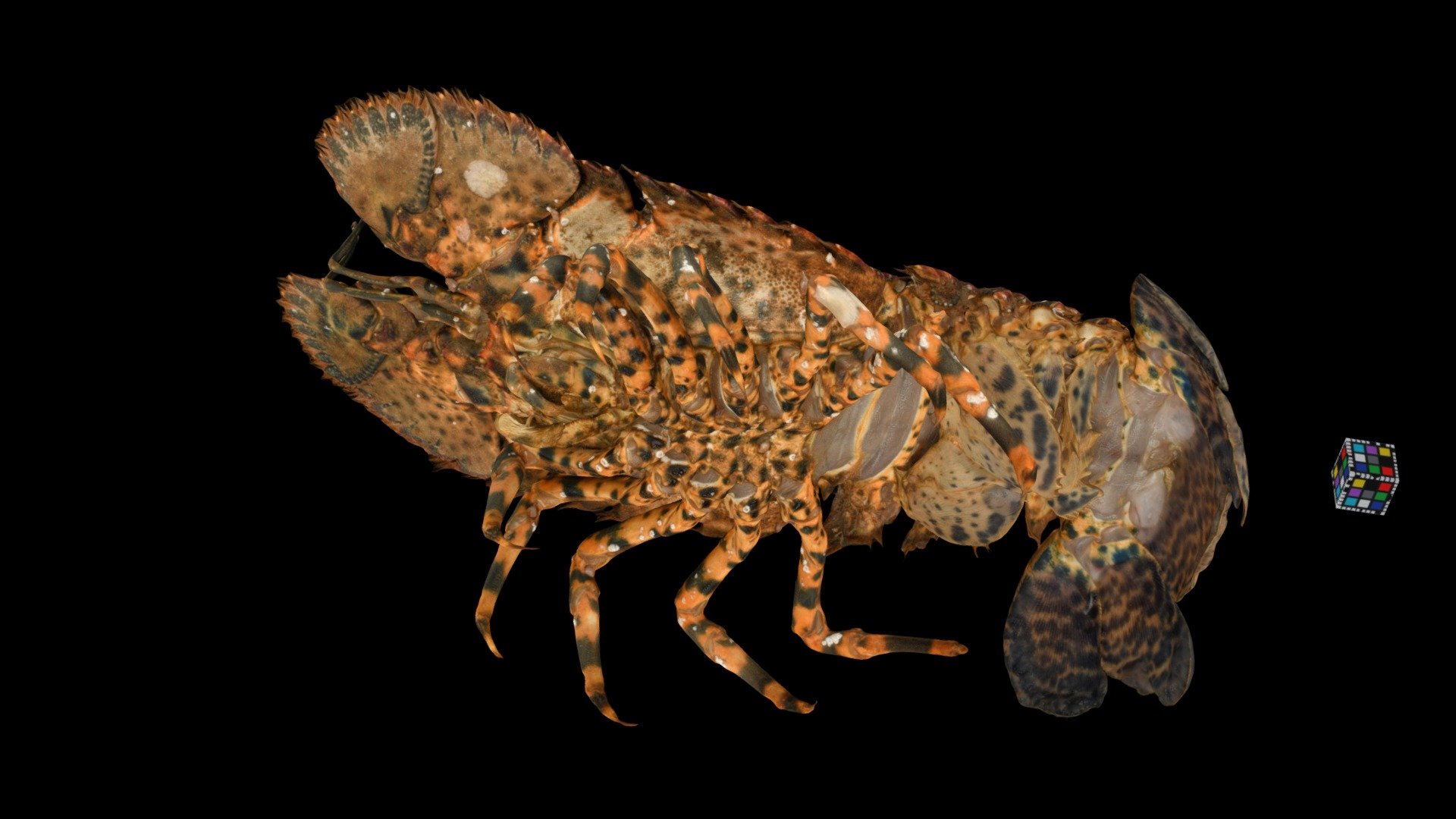ゾウリエビ ♀ Mitten Lobster, Parribacus japonicus