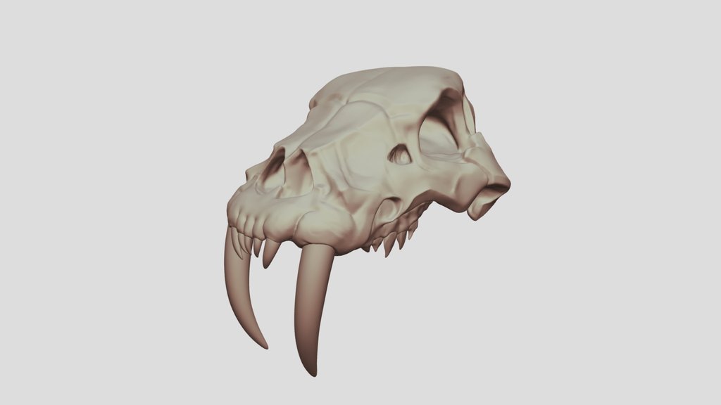 Saber-toothed tiger skull