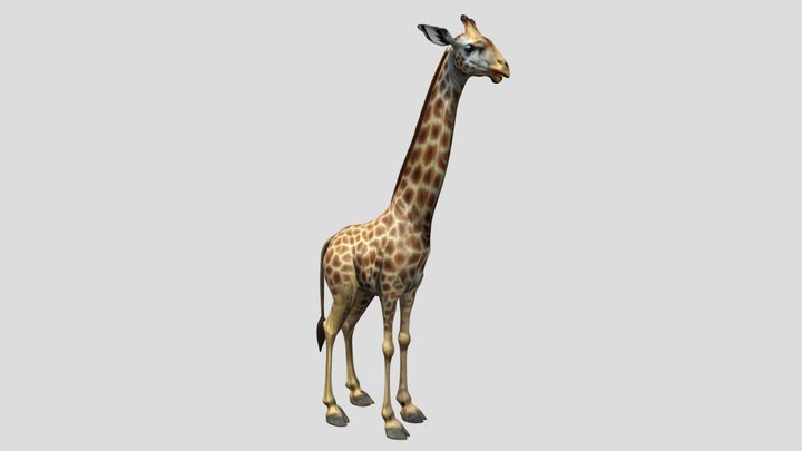 Giraffe - animal