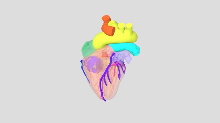 Living Heart Human Model LHHM 3D Model