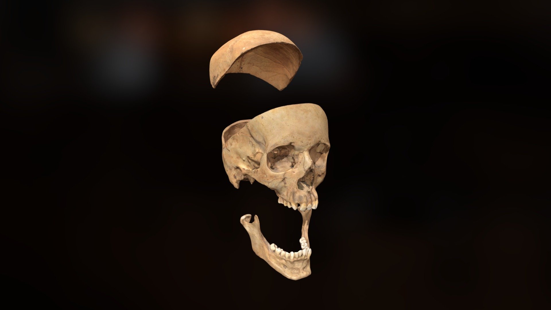 Cráneo Explosionado - 3D model by Ategroup [0e36f63] - Sketchfab