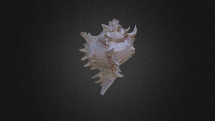 Conch Seashell 3D Model