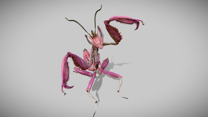 Orchid mantis 3D Model