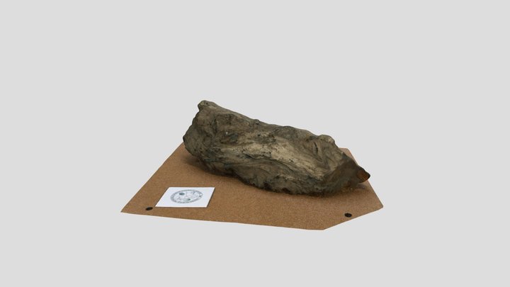 Legno fossile silicizzato. 3D Model