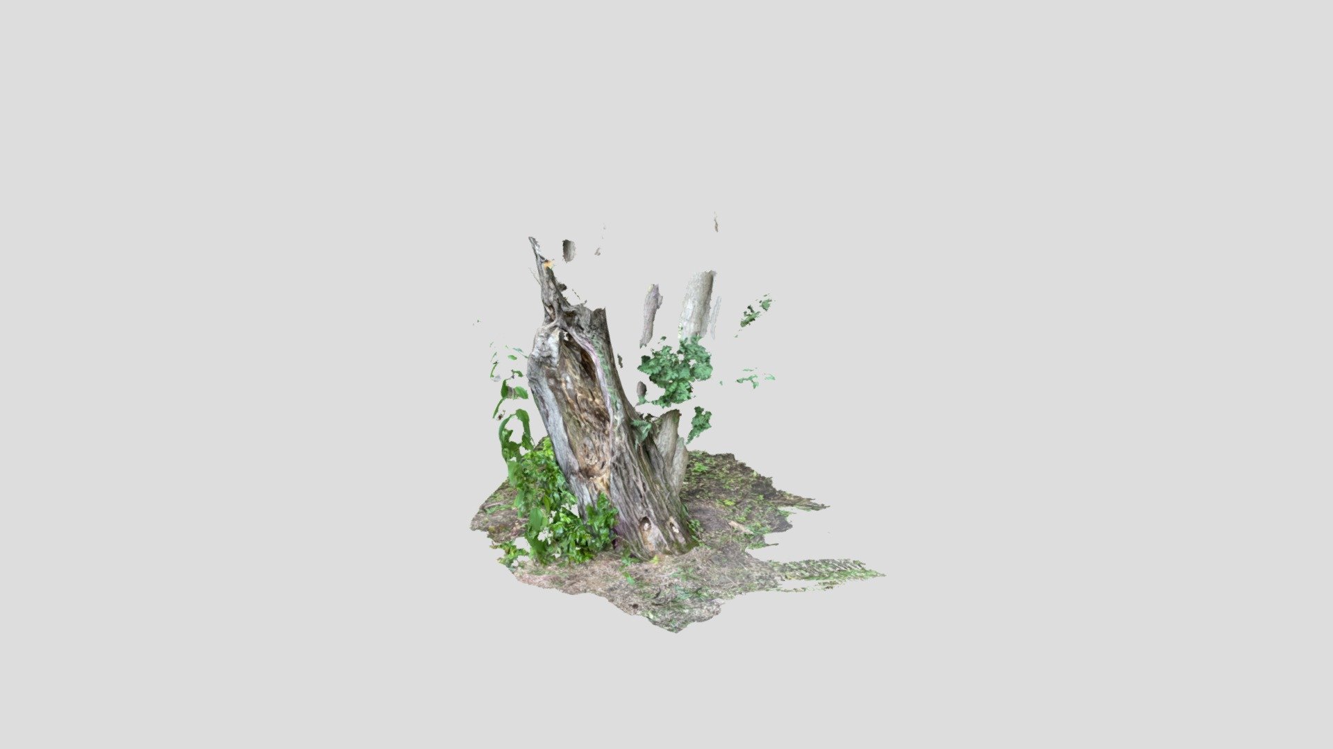 Tree trunk (iPhone 12 Pro Lidar) Download Free 3D model