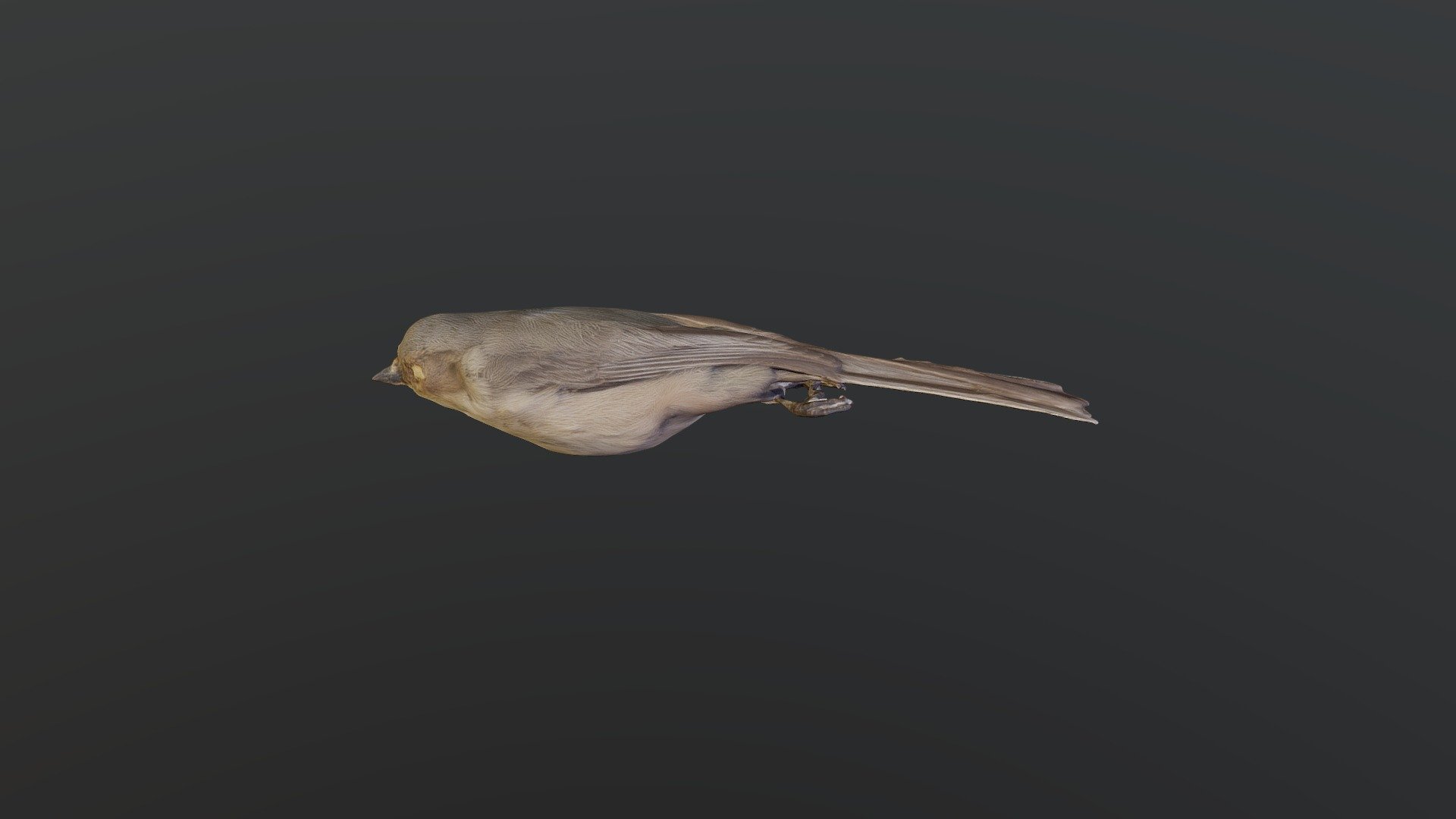 Bushtit - Psaltriparus minimus
