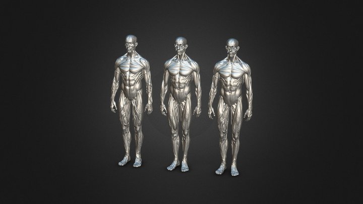 S00041 Three Human Bodies 3dp 3D Model