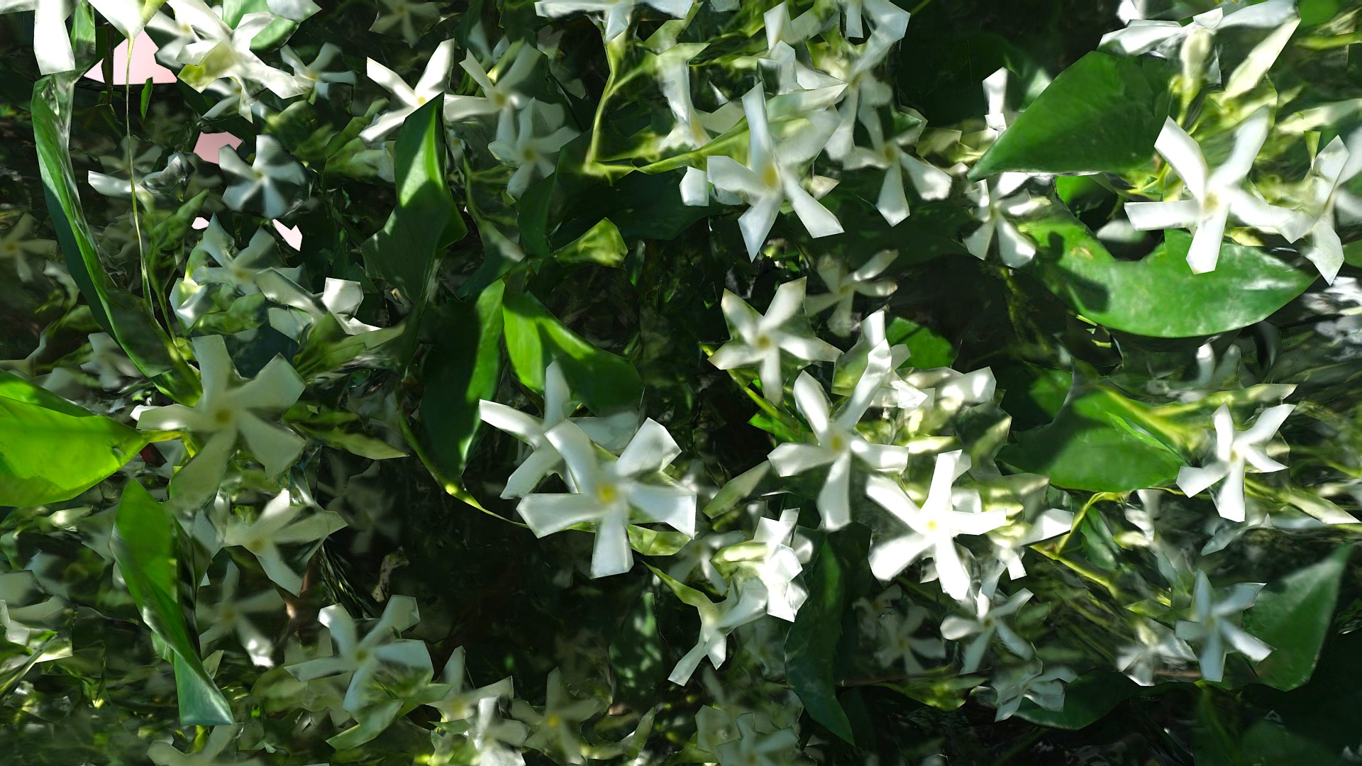 3D model Jasmine Flowers - This is a 3D model of the Jasmine Flowers. The 3D model is about a group of white flowers.