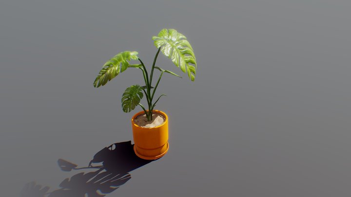 Monstera Deliciosa 3D Model