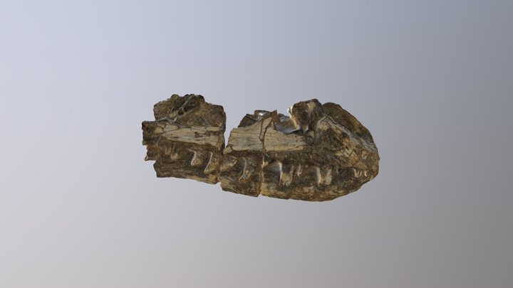 Suskityrannus hazelae, a tyrannosauroid 3D Model