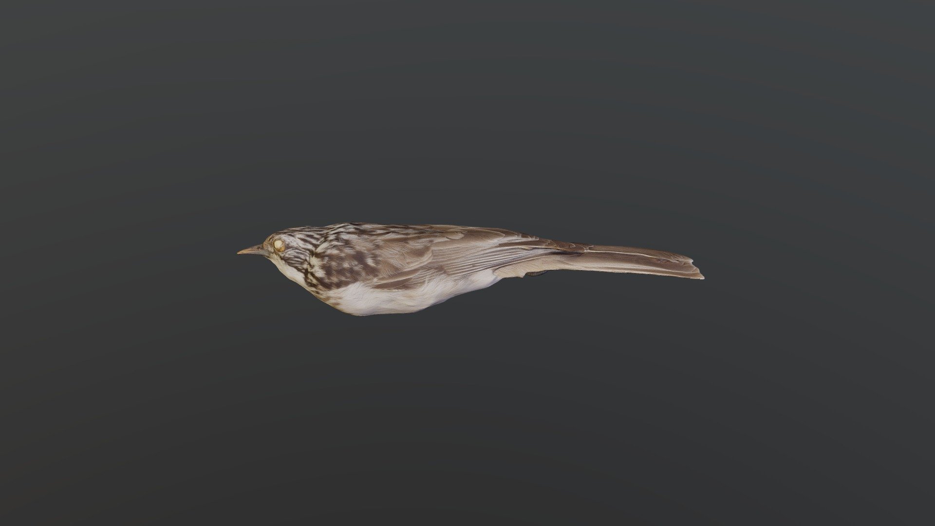 Striped Honeyeater - Plectorhyncha lanceolata — Sketchfab embed 3D viewer