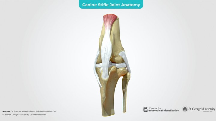 Canine Stifle Joint Anatomy 3D Model