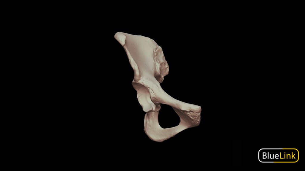 First Scans - A 3D Model Collection By Bluelink Anatomy - University Of ...