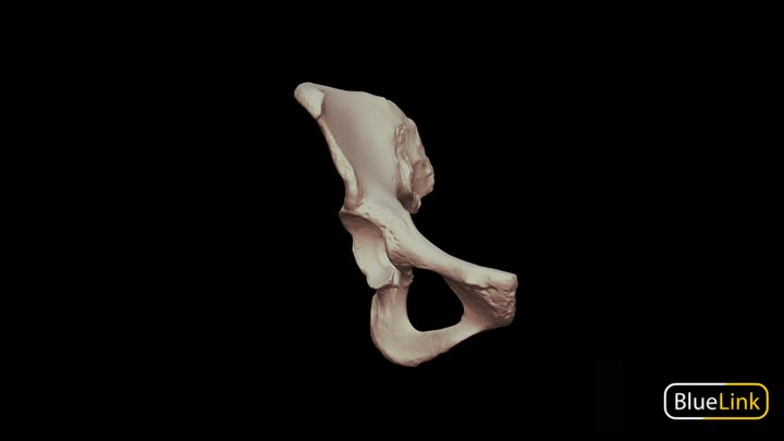 Coxal bone - Right 3D Model