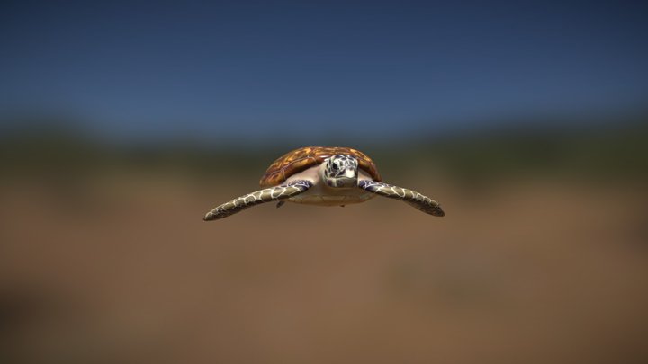Tartaruga-de-pente (Hawksbill turtle) 3D Model