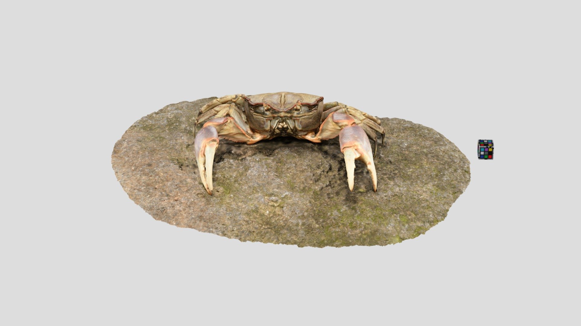 ハマガニ オス Chasmagnathus convexus