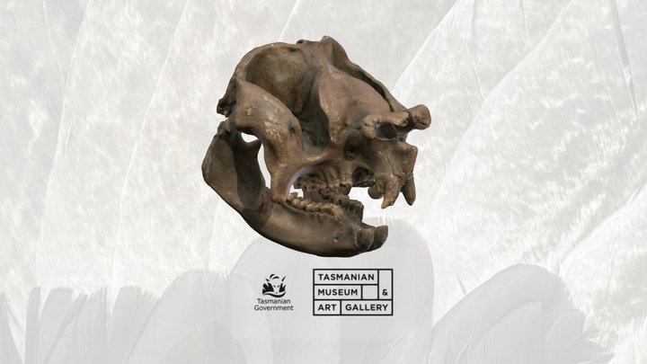 Skull of Zygomaturus trilobus (TMAG Z3554) 3D Model