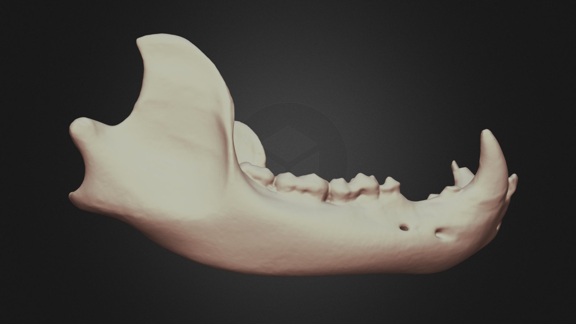 Ursus Americanus (black Bear) Mandible - 3d Model By Lakehead 