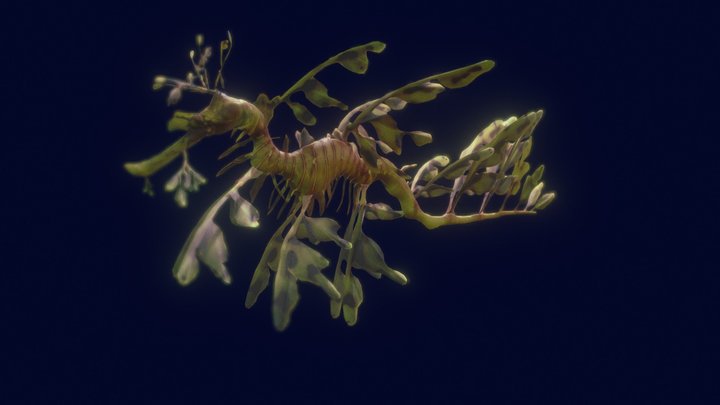 Leafy seadragon 3D Model