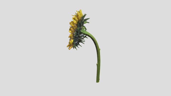sunflower_v0_2_LOD0 3D Model