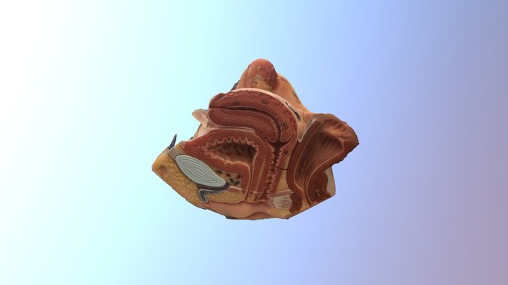 Internal Anatomy of the Vagina 3D Model