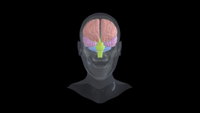 Woman Headc67 3D Model