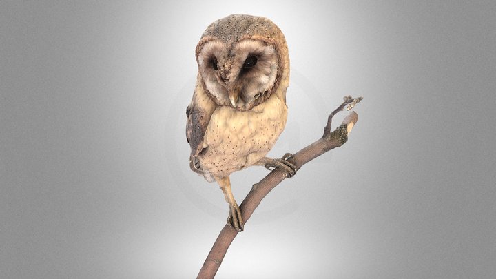 Barn owl