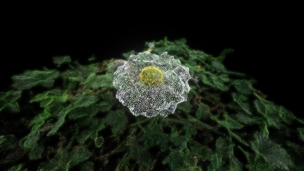 Daisy