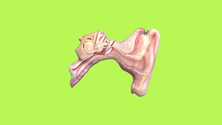 Telinga by Riska Henilian Saputri 3D Model
