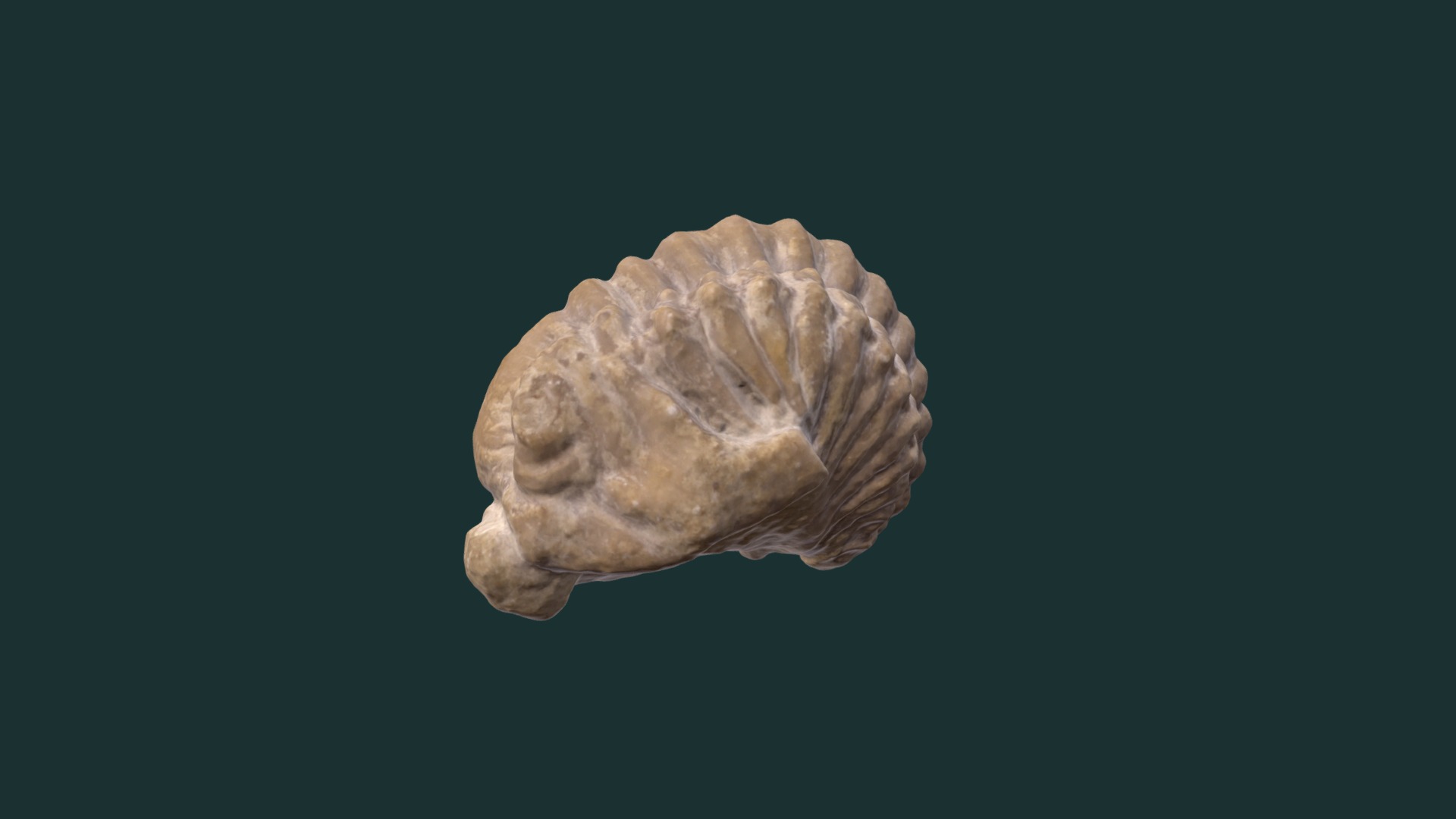 3D model Ceraurus icarus (trilobite, enrolled) - This is a 3D model of the Ceraurus icarus (trilobite, enrolled). The 3D model is about a mushroom floating in the air.