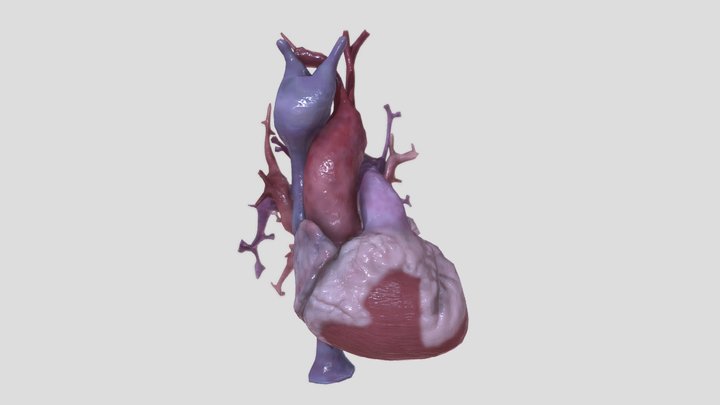 Human heart animation 3D Model