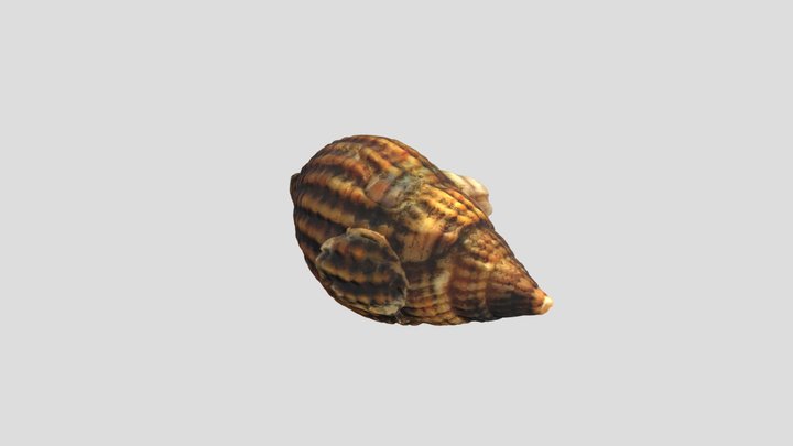 Small sea shell 3D Model